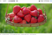 草莓视频素材哪里找？揭秘光厂海量资源与专业应用技巧
