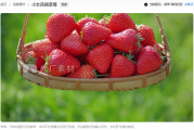 草莓视频素材哪里找？这份专业指南助你轻松获取与创作！